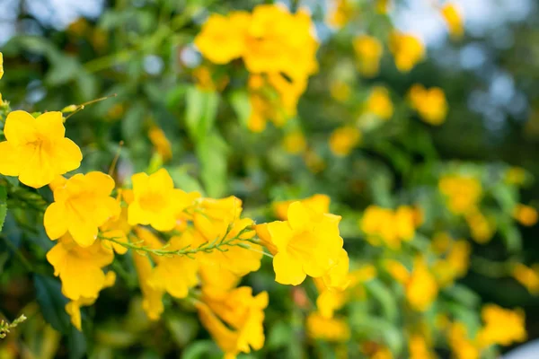 Fundo Primavera Com Belas Flores Amarelas — Fotografia de Stock