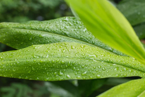 Bella Foglia Verde Con Gocce Acqua — Foto Stock