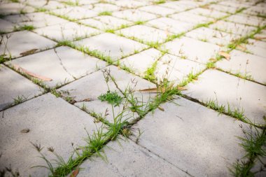 Gün batımında çimen tarlası