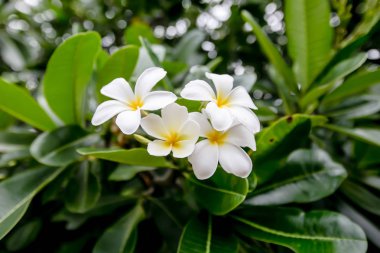 Tropikal çiçek dalları frangipani (plumeria)