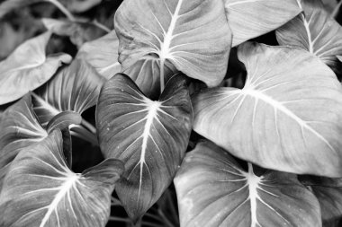 Arkaplan olarak yeşil yaprağın dokusu 