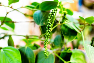 Taze Piper nigrum olan ağaç üzerinde. Bu bileşen için hazır ve herb olun.