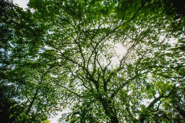 Árvore Grande Velha Fundo Cor Com Céu Azul — Fotografia de Stock