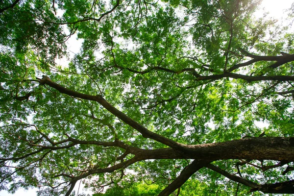 Árvore Grande Velha Fundo Cor Com Céu Azul — Fotografia de Stock
