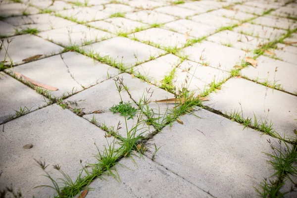 Gün batımında çimen tarlası