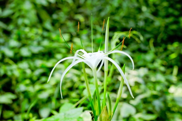 Flor Lírio Aranha Florescendo Cor Branca — Fotografia de Stock