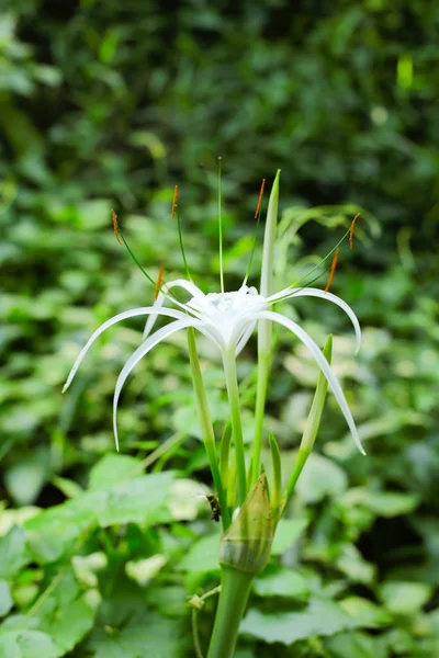 Flor Lírio Aranha Florescendo Cor Branca — Fotografia de Stock