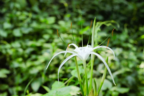 Giglio Ragno Fiore Fioritura Colore Bianco — Foto Stock