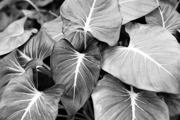 Arkaplan olarak yeşil yaprağın dokusu 