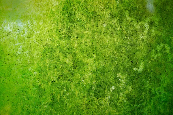 Таллофитическое Растение Мокрой Земле — стоковое фото