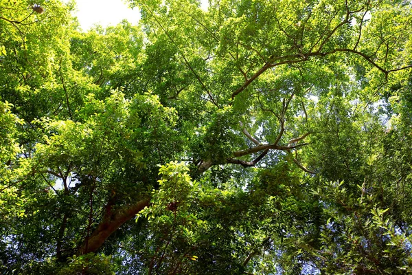 Viejo Árbol Grande Sobre Fondo Color Con Cielo Azul —  Fotos de Stock