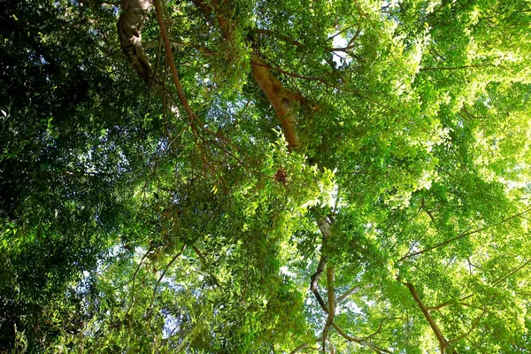 mavi gökyüzü ile renk arkaplan üzerinde eski büyük ağaç