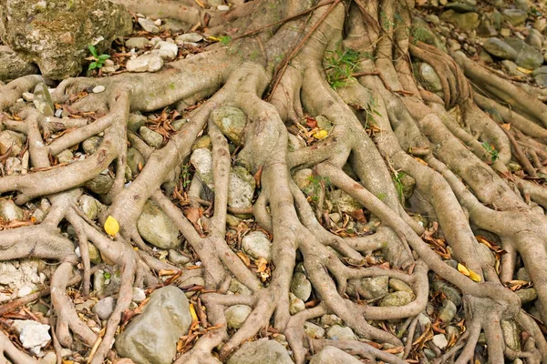 Πλάνο Της Ένα Δέντρο Banyan Στην Ταϊλάνδη — Φωτογραφία Αρχείου