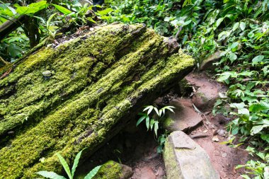 Orman arka planında yeşil yosun