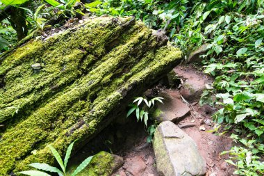 Orman arka planında yeşil yosun