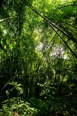 Muhteşem sabah güneşiyle bambu ormanı