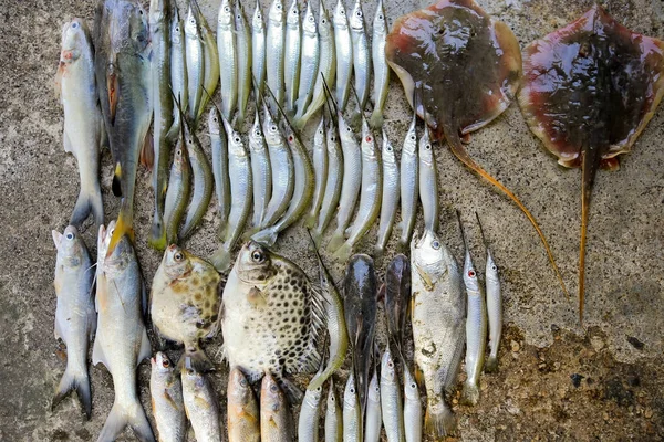 Pescado Pequeña Comida Local Tailandia Aldeano —  Fotos de Stock