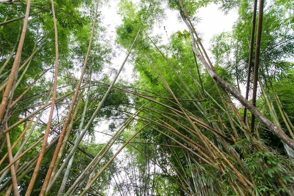 Bambusový Les Nádherným Ranním Sluncem — Stock fotografie