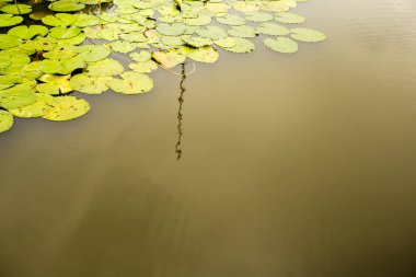 Yaprak Lotus üzerinde açık