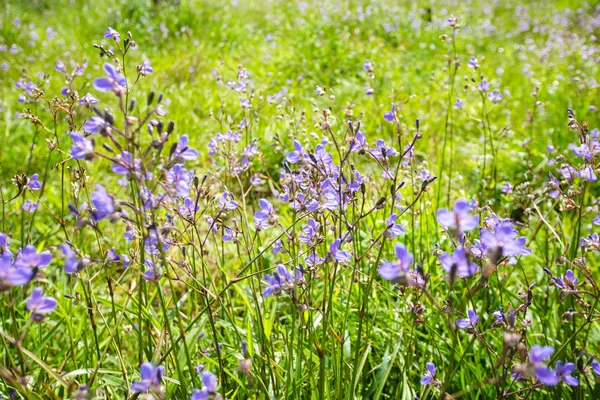 Murdannia Mamutfenyő Virágzó Phu Soi Dao Nemzeti Park Thaiföld Szelektív — Stock Fotó