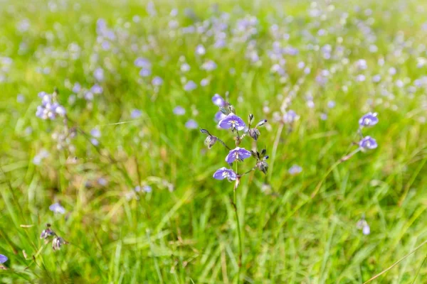 Murdannia Mamutfenyő Virágzó Phu Soi Dao Nemzeti Park Thaiföld Szelektív — Stock Fotó