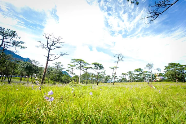 泰国普苏岛国家公园正在开花 选择性对焦 — 图库照片