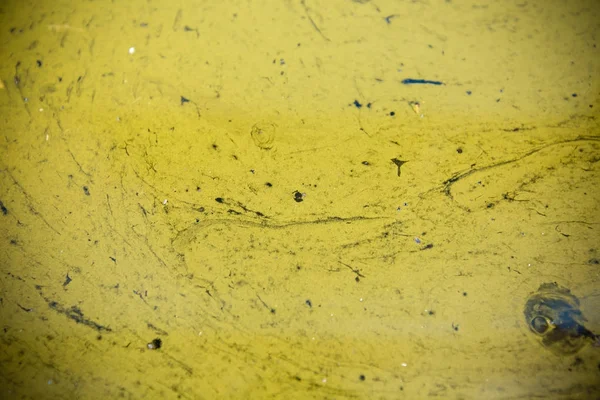 Islak zeminde thallophytic bitki