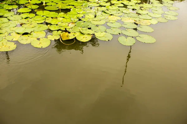 Daun Teratai Luar — Stok Foto