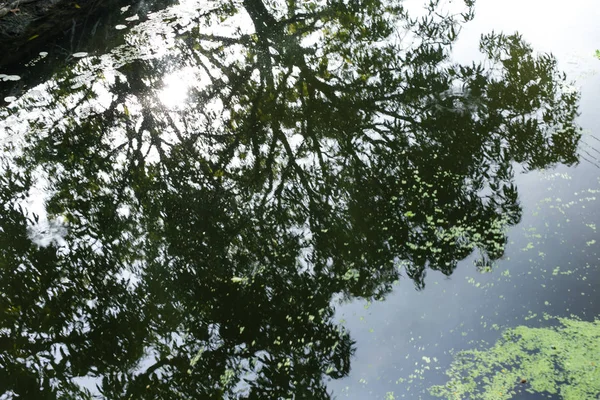 Güneş ışınları sabah sisi ve ağacı delip geçiyor.