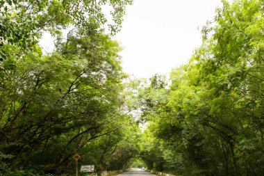 mavi gökyüzü ile renk arkaplan üzerinde eski büyük ağaç