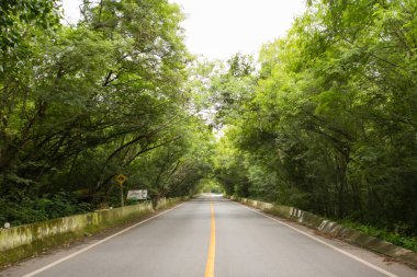 Taze yeşil ağacın kıvrımlı yolu