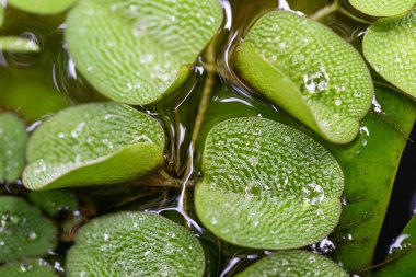 Su damlaları ile güzel yeşil yaprak