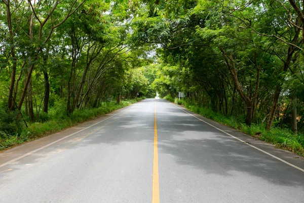 Une Route Sinueuse Arbre Vert Frais — Photo