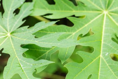 Arkaplan olarak yeşil yaprağın dokusu 