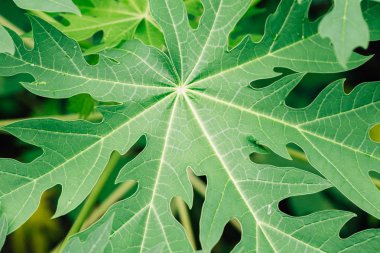 Arkaplan olarak yeşil yaprağın dokusu 