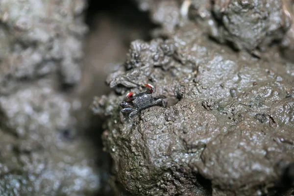 Sesarma Mederi Mangrovenwald — Stockfoto