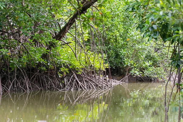 Mangrov orman Resort Bang-pu Samutprakarn, Tayland.