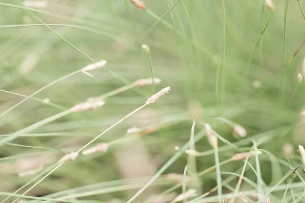 Pole Trávy Při Západu Slunce — Stock fotografie