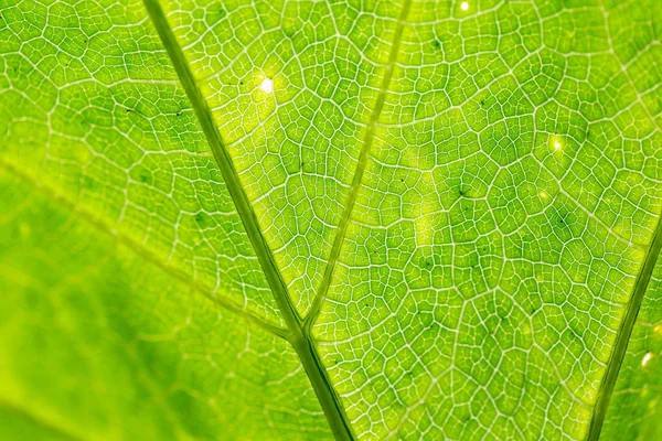 Textur Eines Grünen Blattes Als Hintergrund — Stockfoto