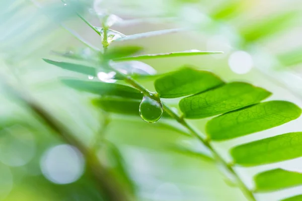 Krásný Zelený List Kapkami Vody — Stock fotografie