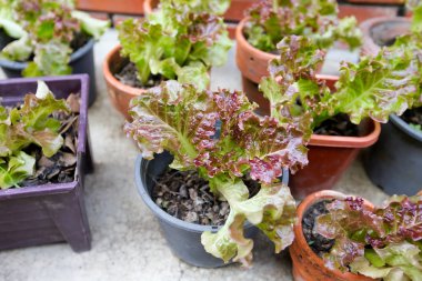 hiçbir yere tesisi için gerek topraksız sebze 