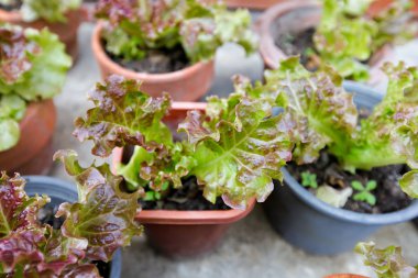 hiçbir yere tesisi için gerek topraksız sebze 