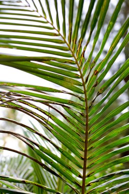 Güzel yeşil palmiye yaprağının manzarasını kapat.