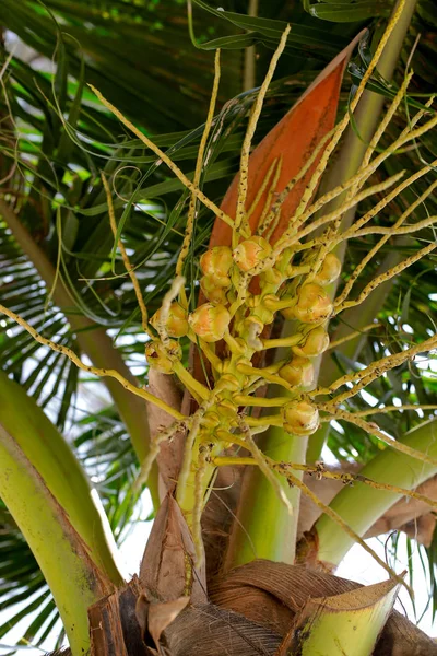 Nahaufnahme Von Schönen Grünen Palmblättern — Stockfoto