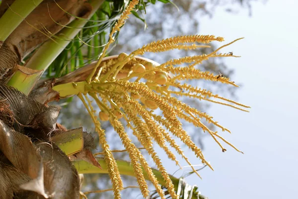 Güzel yeşil palmiye yaprağının manzarasını kapat.