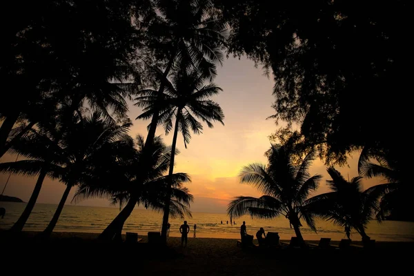 Palmy Písečné Pláži Při Západu Slunce — Stock fotografie