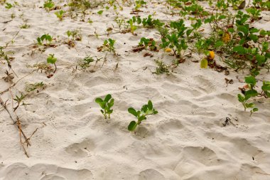 Plaj boyunca Ipomoea Pes-caprae büyüme
