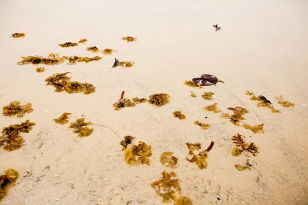 Deniz plaj kum doku ve arka plan için yakın çekim