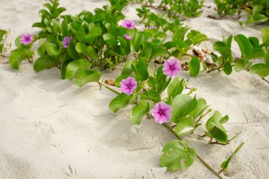 Plaj boyunca Ipomoea Pes-caprae büyüme