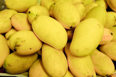 Olgun Alphonso Mangoları Meyvelerin Kralı